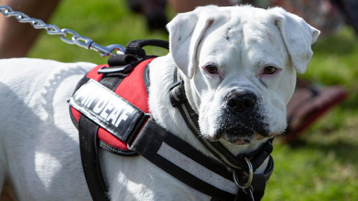 Boxer dog working as a guide dog