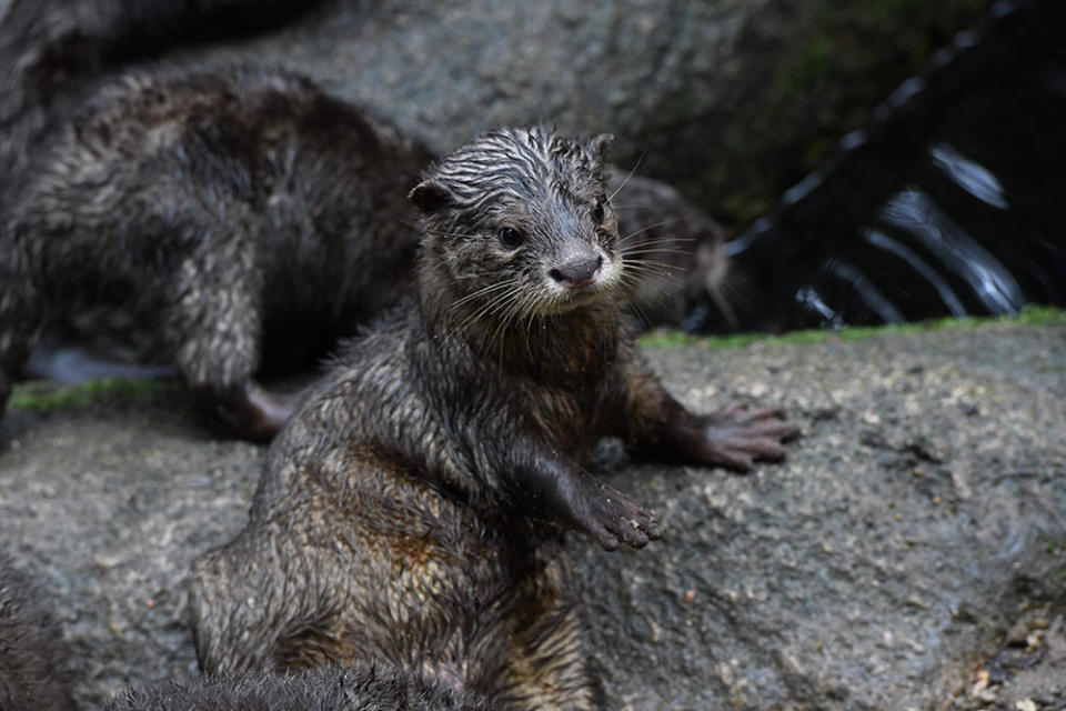 夜間野生動物園—亞洲小爪水獺（Photo by ROSLAN RAHMAN/AFP, Image Source : Getty Editorial）