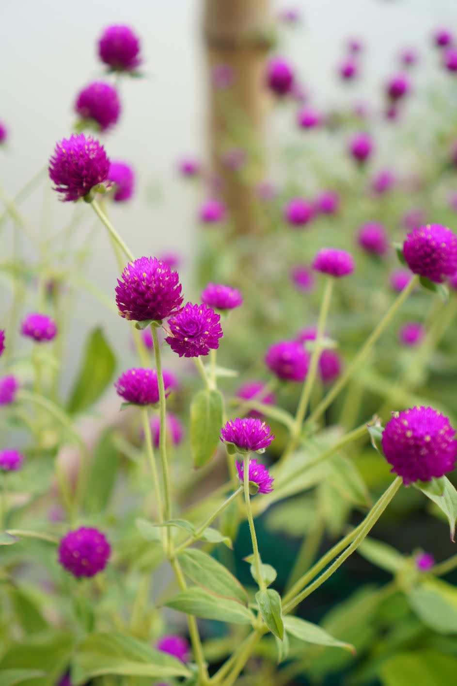 summer flowers