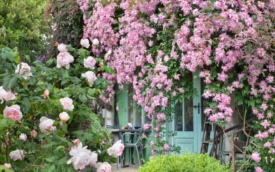 Clematis - Andrea Jones/Garden Exposures Photo Library