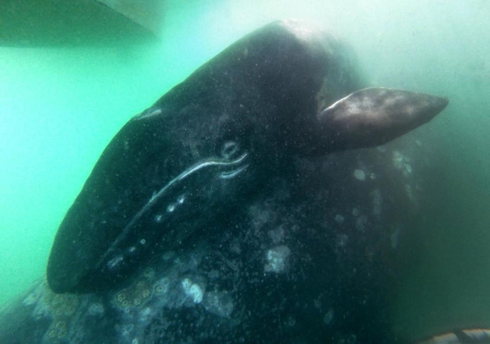 An underwater photo of a gray whale calf cuddling close to its mother.