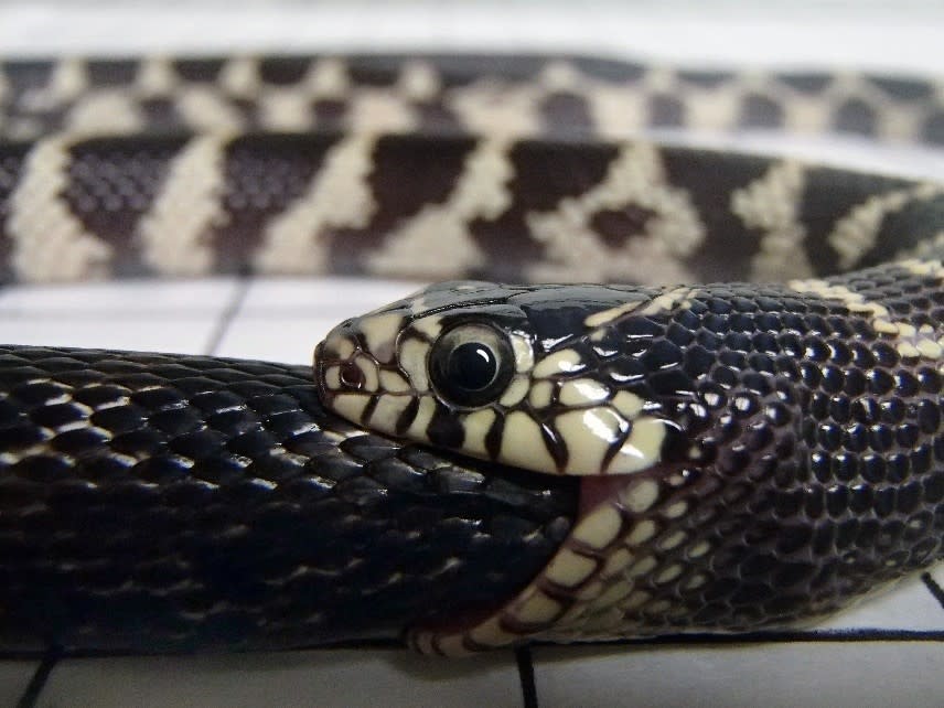 California kingsnake. Credit: David Penning.