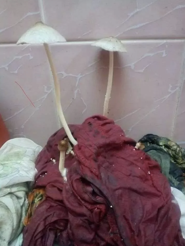 Two mushrooms growing through a pile of damp clothes