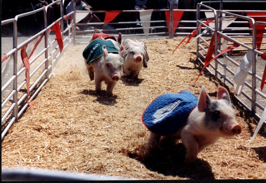 The 105th National Orange Show Fair begins a five-day run on Wednesday. The fair includes attractions, live entertainment, food vendors, pig races, a rodeo, a speedway race, nearly 30 carnival rides and more.