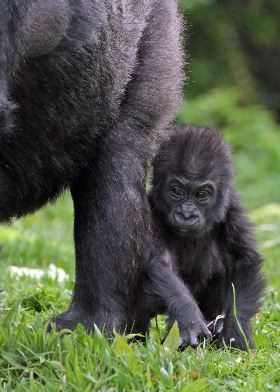 Baby gorilla