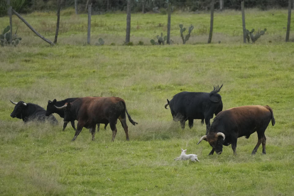 Un perro corre entre toros de lidia en la hacienda Mondoñedo en Mosquera, Colombia, el viernes 19 de julio de 2024. Es la primera ganadería brava del país y fue fundad en 1923 con cinco toros de lidia traídos de España en barco. (AP Foto/Fernando Vergara)