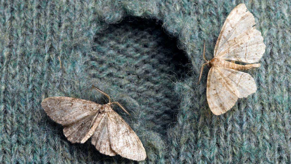 Clothes Moths: 6 Simple Solutions + 5 Preventative Tips