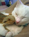 Então algo inacreditável aconteceu: a iguana e o felino peludo se tornaram melhores amigos!A improvável dupla passa os dias junta, brincando, dormindo abraçadas e, até mesmo, passeando juntas.