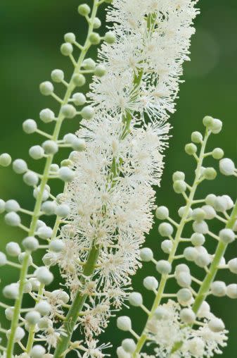 10 Best White Flowers for Your Garden