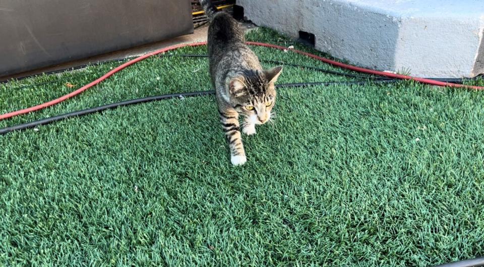 Cat living at Boone Pickens Stadium.