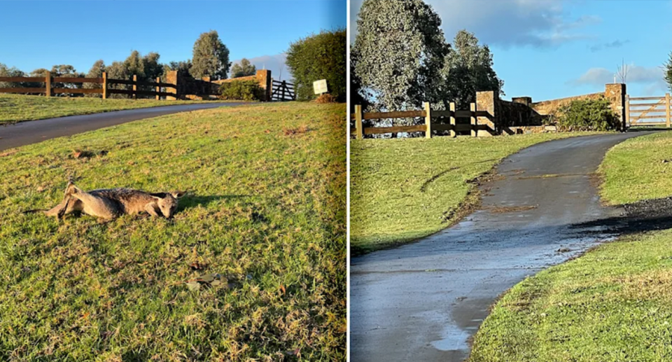 Police were called to the golf course after a kangaroo rescuers were assisting disappeared. Source: Supplied