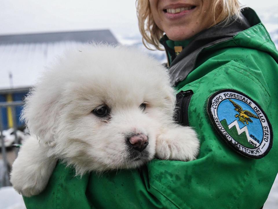 An Italian Forestry Corp officer officer holds one of three puppies that were found alive in the rubble of the avalanche-hit Hotel Rigopiano, near Farindola, central Italy, Monday, Jan. 22, 2017. Emergency crews digging into an avalanche-slammed hotel were cheered Monday by the discovery of three puppies who had survived for days under tons of snow, giving them new hope for the 23 people still missing in the disaster. (Alessandro Di Meo/ANSA via AP)