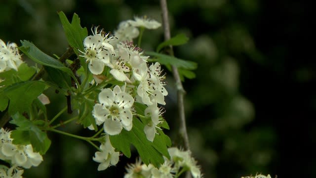 Oregon has the highest pollen count in the US. Here’s when allergy ...