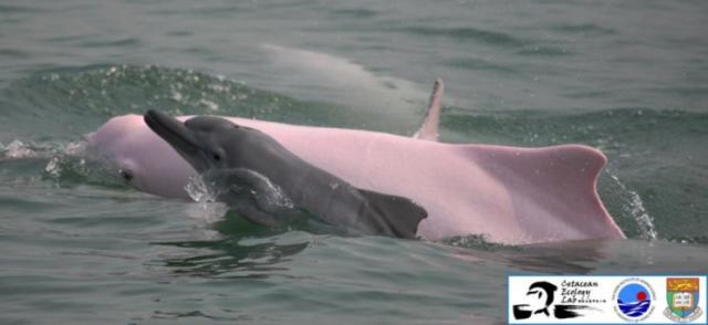 delfines rosados bebes