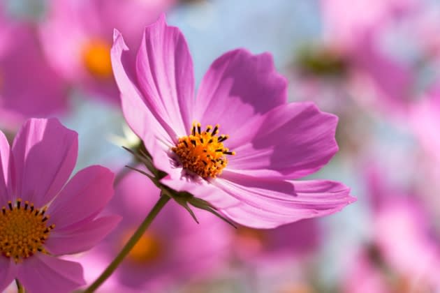 Kosmeen: Die schnell wachsenden Sommerblumen schließen Lücken im Blumenbeet (Foto: Thinkstock)