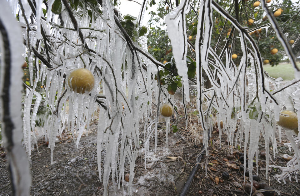 FILE - In this Feb. 15, 2021, file photo, icicles form on a citrus tree from a sprinkler system used to protect the trees from the freezing temperatures in Edinburg, Texas. There have been record subzero temperatures in Texas and Oklahoma, and Greenland is warmer than normal. Snow fell in Greece and Turkey. Meteorologists blame the all-too-familiar polar vortex. (Delcia Lopez/The Monitor via AP)