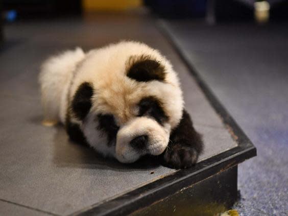 Pandering to their audience: Cute Pet Games Cafe’s ‘panda dogs’ (VCG via Getty Images)