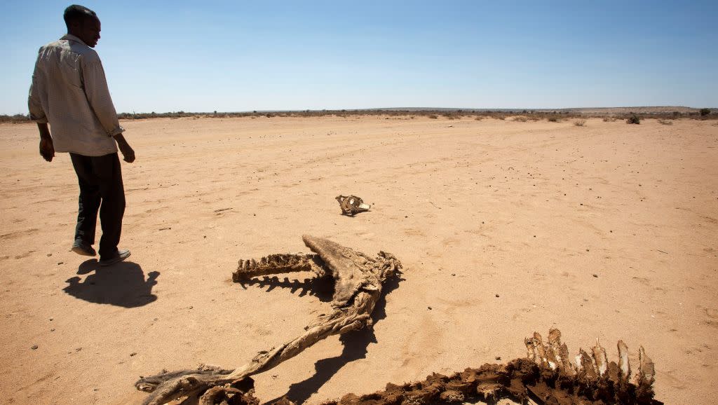 A man walks past the carcass of a domestic animal that died due to severe drought in Baligubadle village near Hargeisa, the capital city of Somaliland, in this handout picture provided by The International Federation of Red Cross and Red Crescent Societies on March 15, 2017.