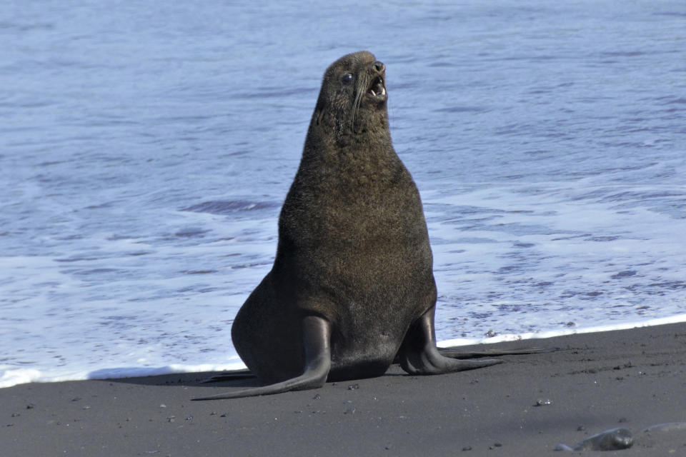 This August 2019 photo released by the National Oceanic and Atmospheric Administration Fisheries (NOAA) shows a mature northern fur seal standing on a beach on Bogoslof Island, Alaska. Alaska's northern fur seals are thriving on an island that's the tip of an active undersea volcano. Numbers of fur seals continue to grow on tiny Bogoslof Island despite hot mud, steam and sulfurous gases spitting from vents on the volcano. (Maggie Mooney-Seus/NOAA Fisheries via AP)