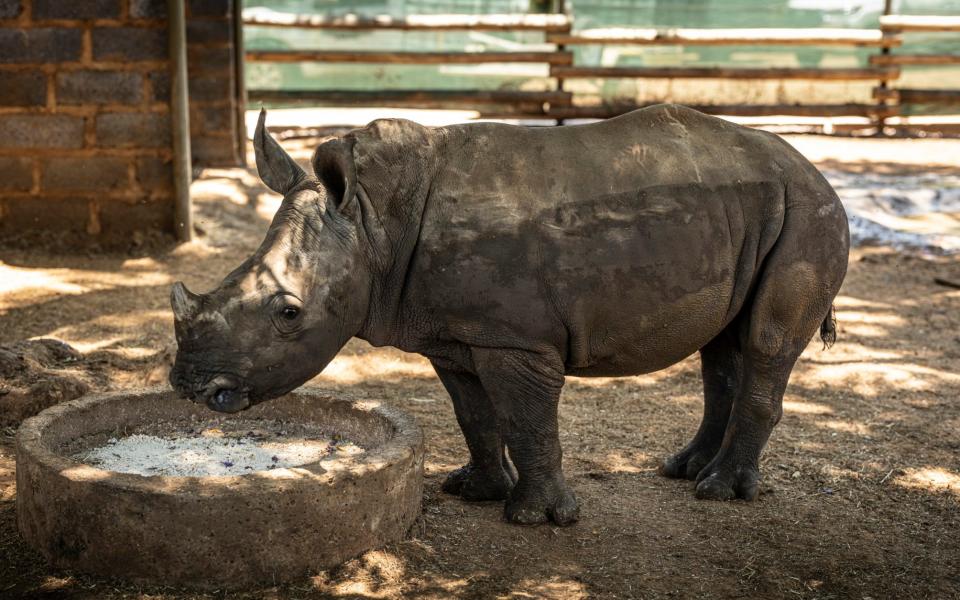 Conservation NGO African Parks has purchased the worldâ€™s largest captive rhino breeding operation in an attempt to re-wild 2000 rhino to safe areas across Africa. Some of the 2000 strong herd at a rhino farm outside Johannesburg