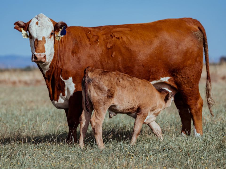 cow nurses calf in a field of dry grass