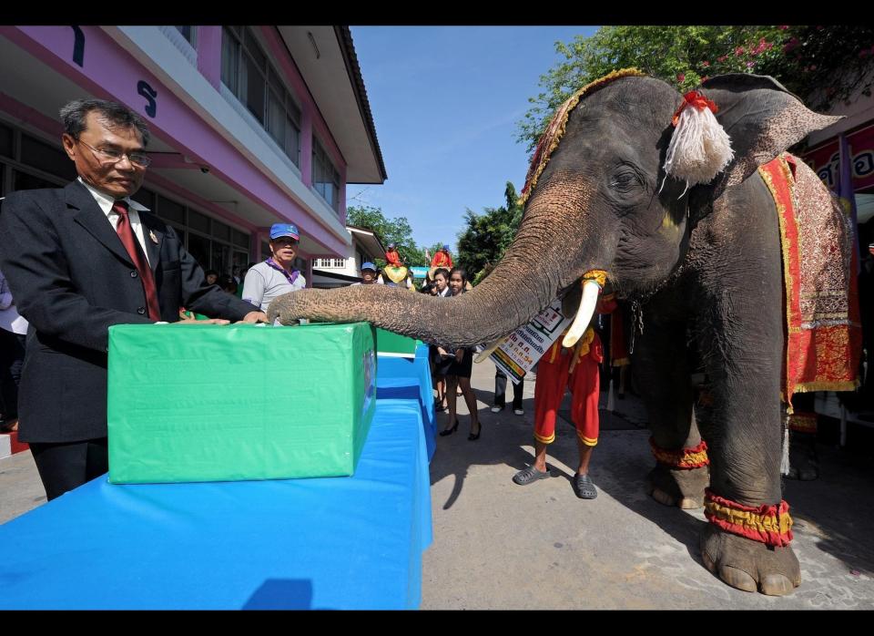 Elephant puts a ballot in ballot box during campaign to promote the general election in Ayutthaya province on June 21, 2011. The July 3 general election will be the first since Thailand was rocked by its deadliest political violence in decades last year, when more than 90 people died in street clashes between armed police and opposition protesters. (Pornchai Kittiwongsakul, AFP/Getty Images)  