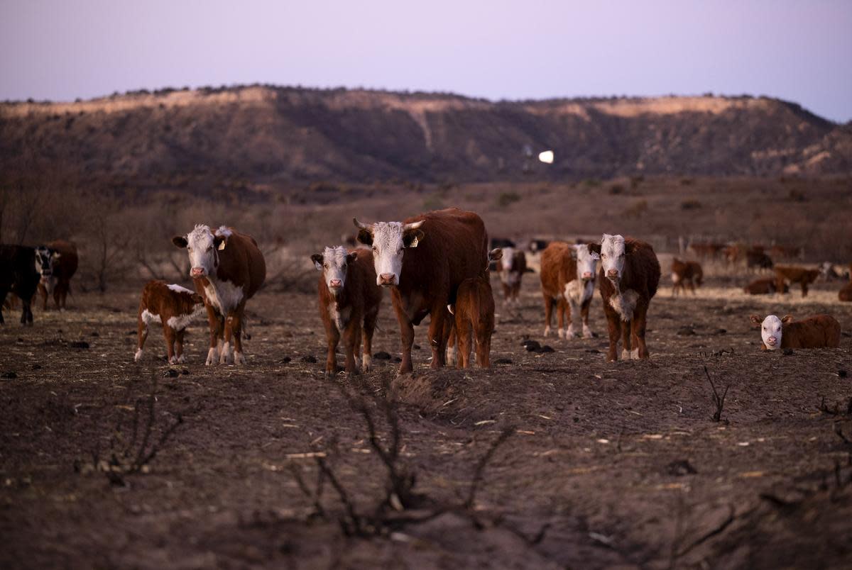 Cattle stand in the burn scar from the Smokehouse Creek fire on March. 3, 2024 in Hemphill County.