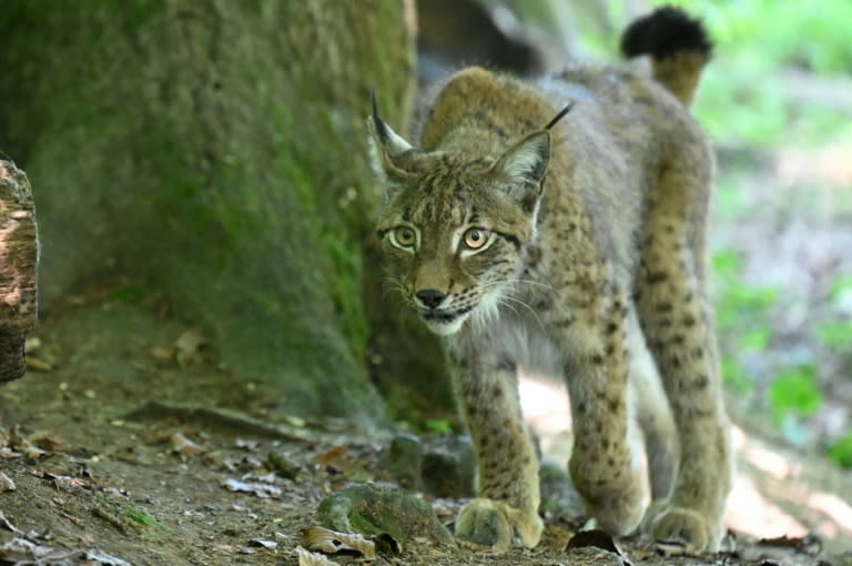 Pour enrayer l'hécatombe des félins tués sur les routes, le village de Sombacour dan sle Doubs mise sur les panneaux "Attention lynx!" (Jean-Christophe VERHAEGEN)