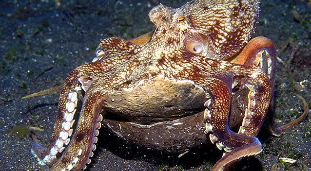 The research may have given us a better idea of how octopuses behave. File pic. Source: AAP