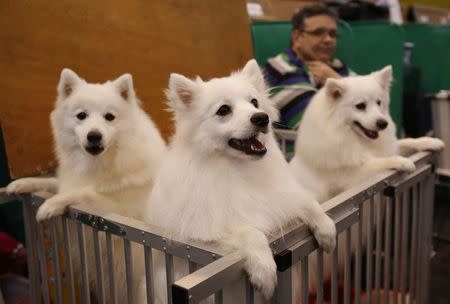 Japanese Spitz look out from their pen during the last day of the Crufts Dog Show in Birmingham, central England in this March 8, 2015 file photo. REUTERS/Darren Staples /Files