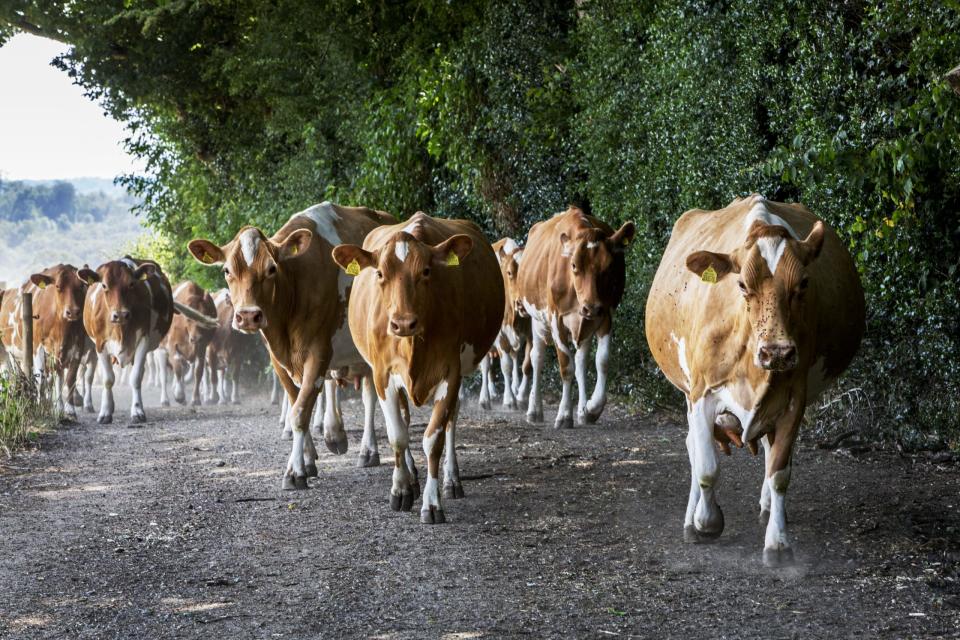 Herd of Guernsey cows being driven along a rural road.