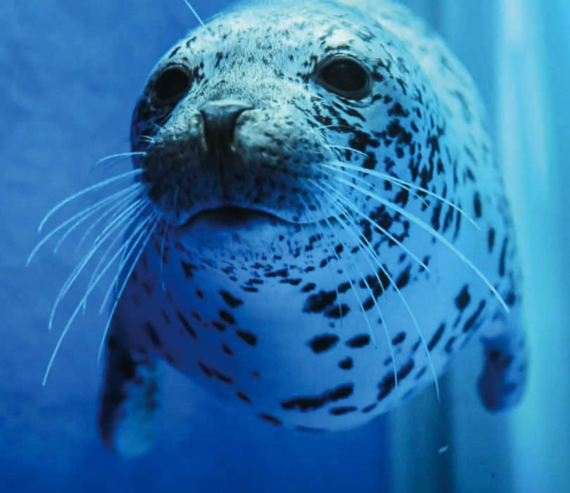 調皮的海豹在「寒帶行凍」區環繞著流冰上下游竄。（圖／水族館提供）