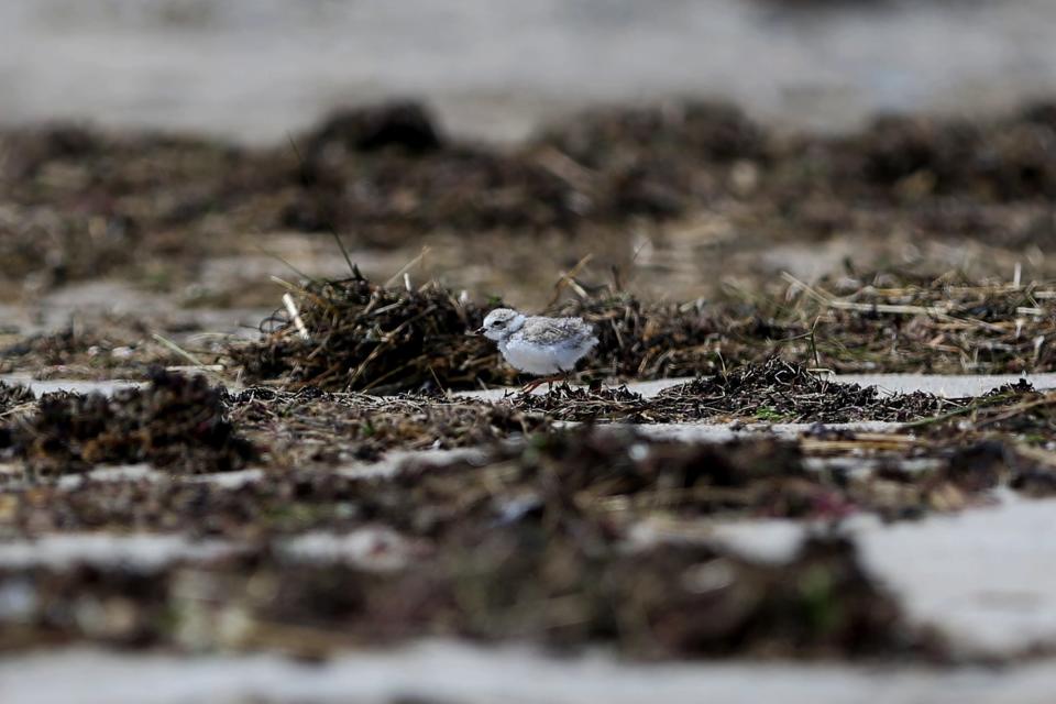 Piping plover chicks can be spotted at Hampton Beach and the Hampton Beach State Park on Monday, June 13, 2022.