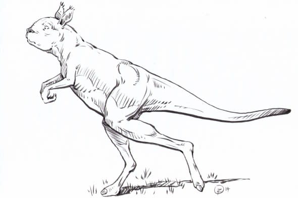 Extinct kangaroo was 'too heavy to hop'