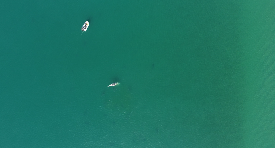 A drone shot showing around 50 sharks feasting on a dead whale. A small boat can also be seen.