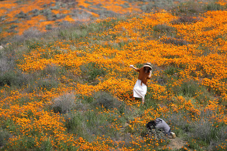 A woman poses for a photo in a super bloom of poppies in Lake Elsinore, California, U.S., February 27, 2019. REUTERS/Lucy Nicholson