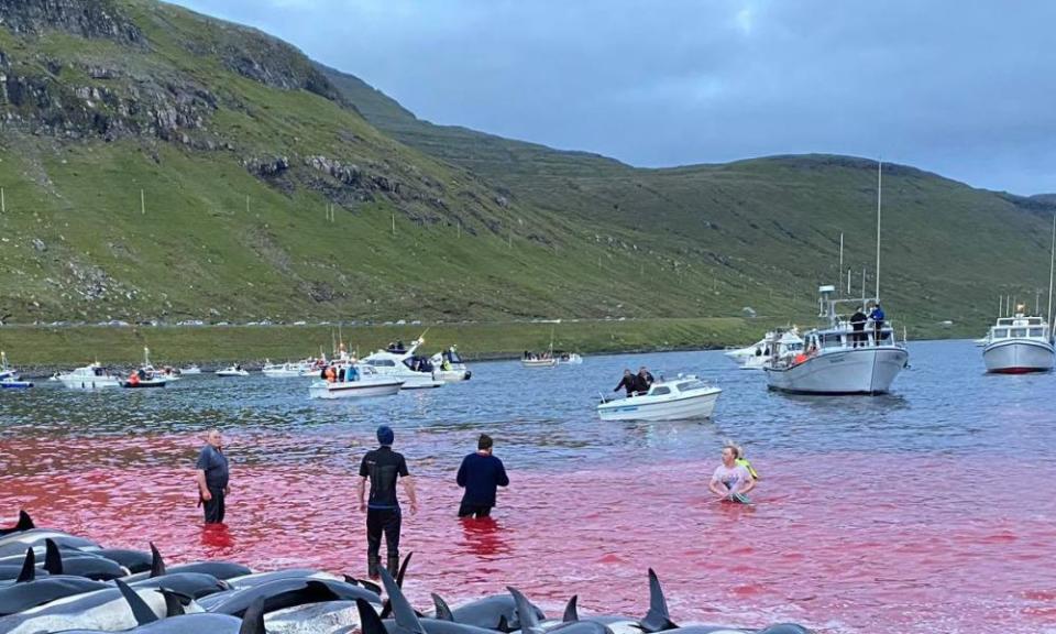 The carcasses of dead white-sided dolphins on a beach after being pulled from the blood-stained water on the island of Eysturoy.