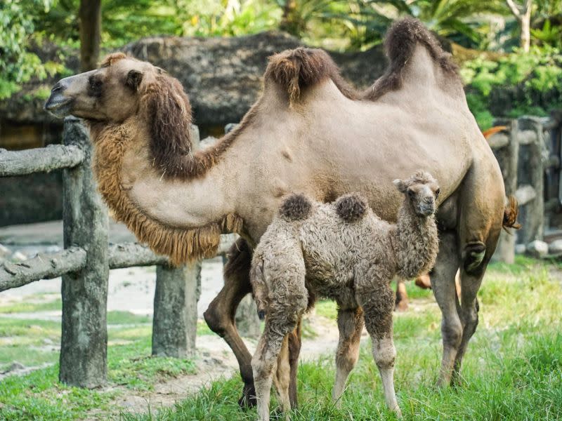 ▲雙峰駱駝的育幼期大約會持續兩年左右。（圖／臺北市立動物園授權提供）