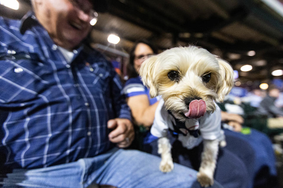 Maddux watches a ballgame with his owners as Dodger fans bring their dogs to the ballpark during "Bark in the Park" as the Oklahoma City Dodgers play the Salt Lake Bees at Chickasaw Bricktown Ballpark in Oklahoma City on Wednesday, Sept. 28, 2022.