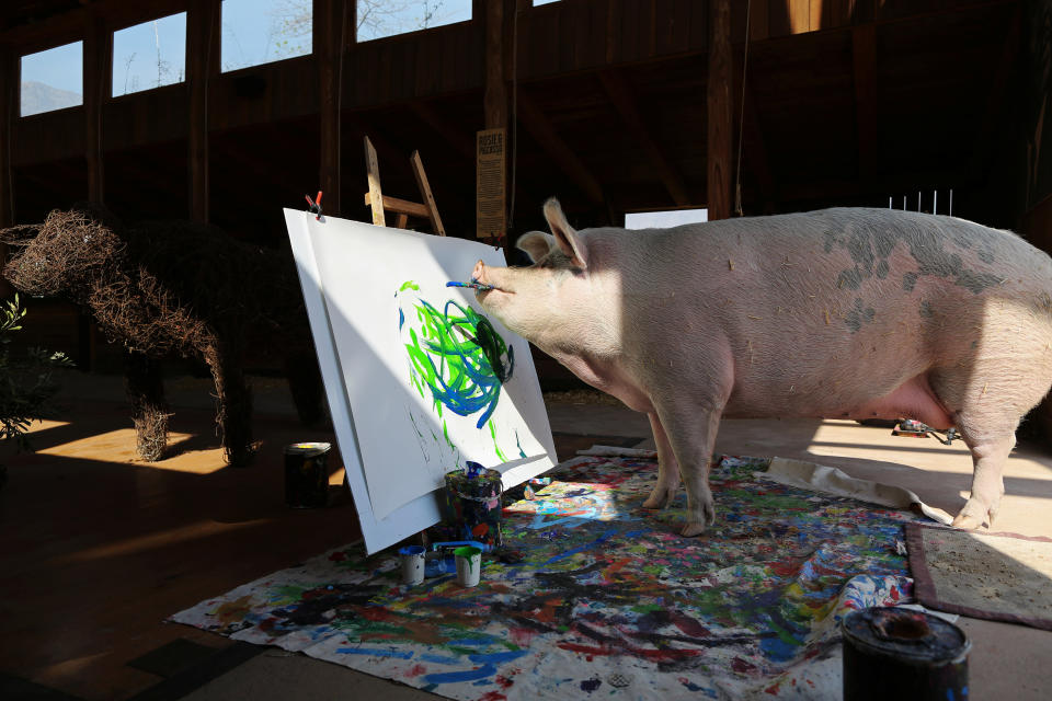 Pigcasso, a rescued pig, paints on a canvas at the Farm Sanctuary in Franschhoek, outside Cape Town, South Africa. (Photo: Sumaya Hisham/Reuters)