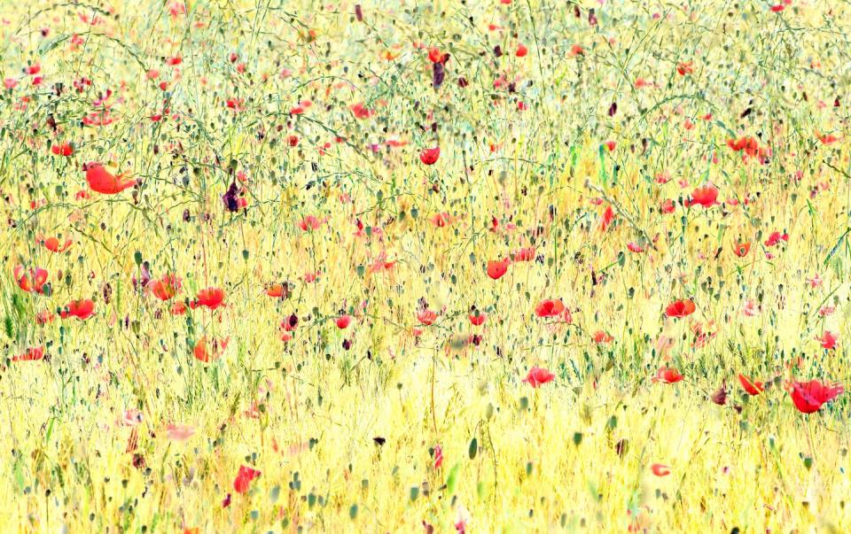 <p>Poppies by Giuseppe Bonali (Northern Italy).</p>