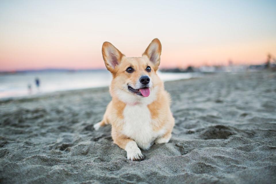 Pembroke Welsh Corgi