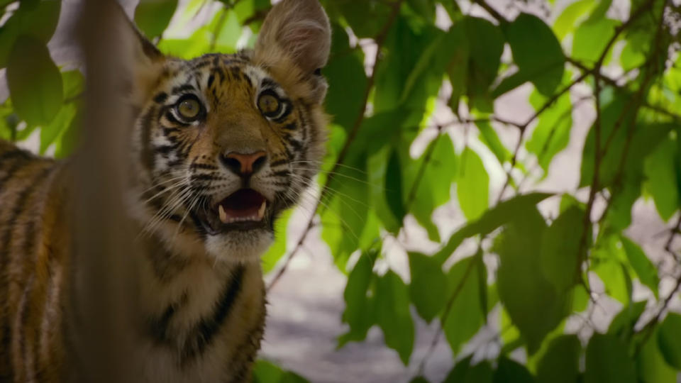 A young tiger in Tiger