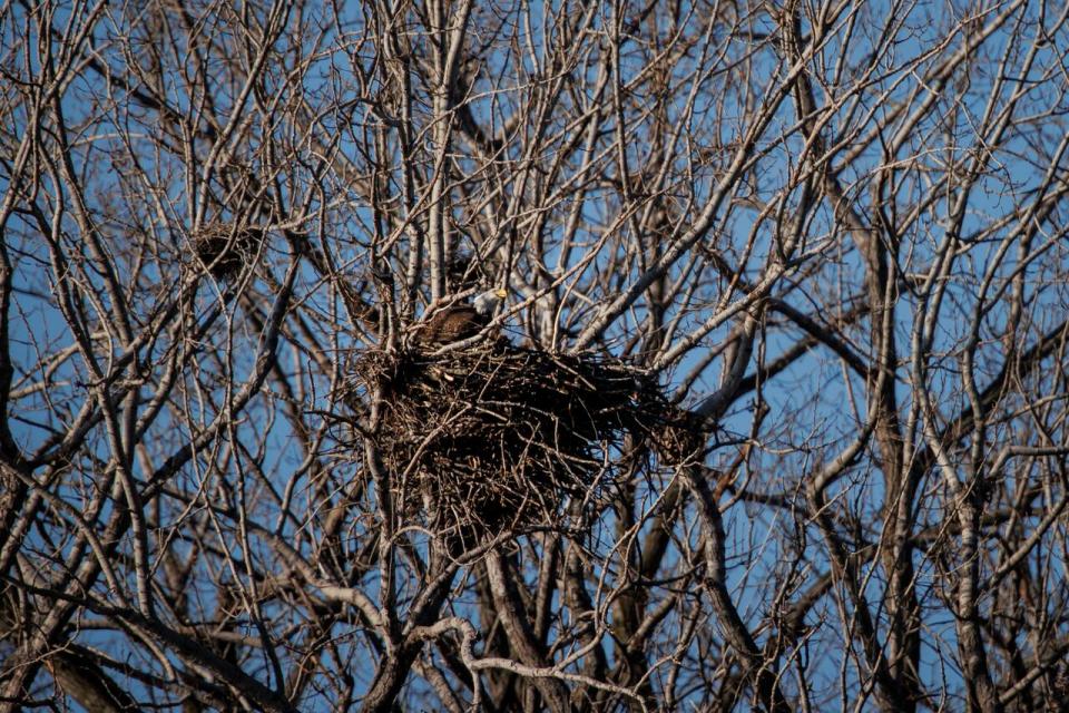 One of a pair of nesting bald eagles — the first ever documented in Toronto — is pictured near its nest on March 7, 2024.