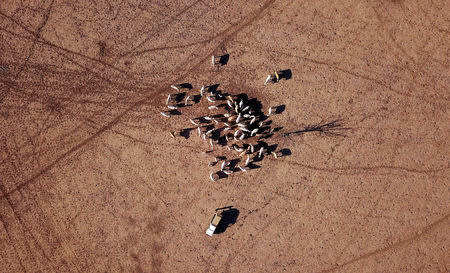 Farmer May McKeown feeds the remaining cattle on her drought-affected property located on the outskirts of the north-western New South Wales town of Walgett in Australia, July 20, 2018. REUTERS/David Gray/Files