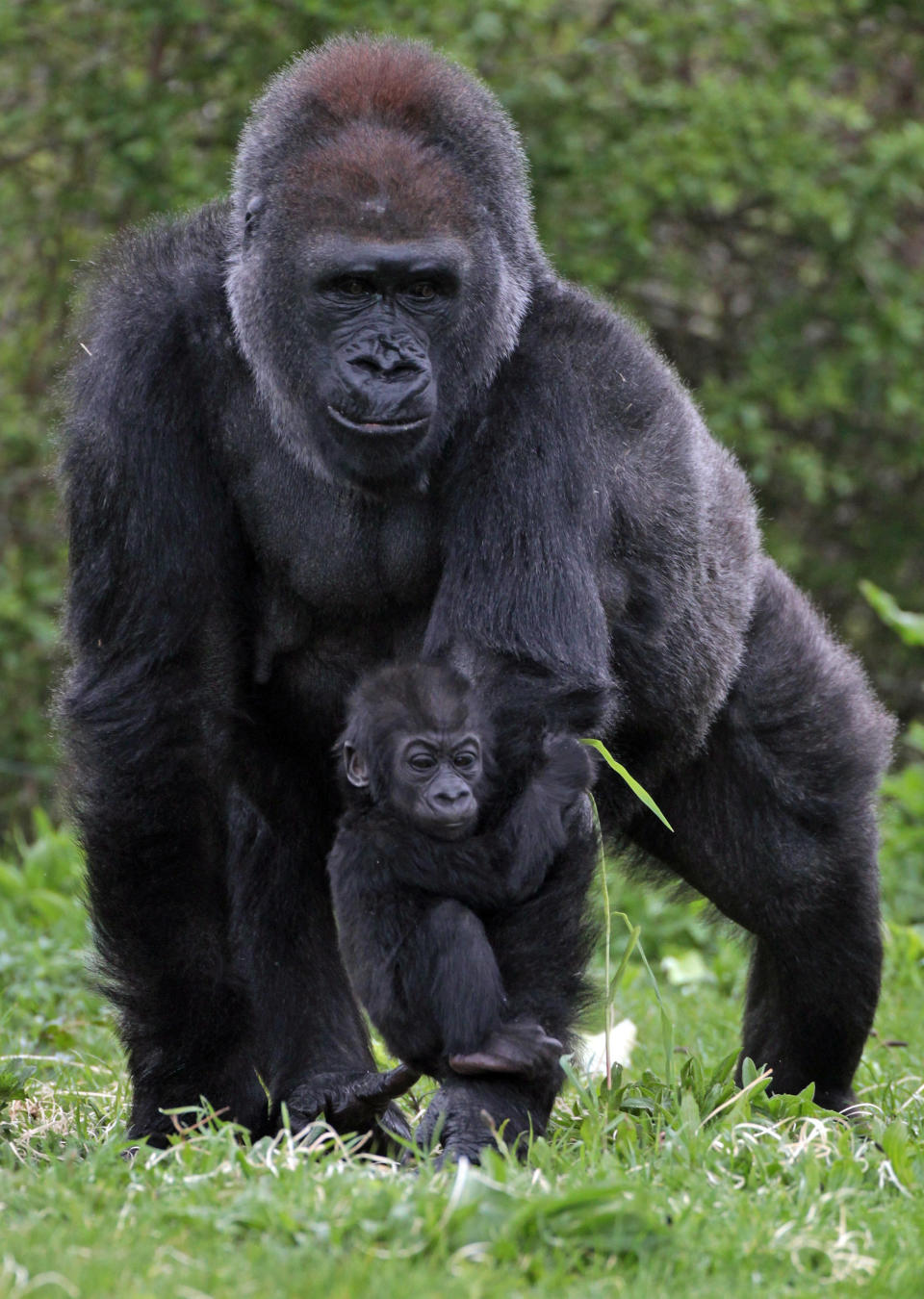 BRISTOL, ENGLAND - MAY 04: Bristol Zoo's baby gorilla Kukena holds onto his mother's arm as he ventures out of his enclosure at Bristol Zoo's Gorilla Island on May 4, 2012 in Bristol, England. The seven-month-old western lowland gorilla is starting to find his feet as he learns to walk having been born at the zoo in September. Kukena joins a family of gorillas at the zoo that are part of an international conservation breeding programme for the western lowland gorilla, which is a critically endangered species. (Photo by Matt Cardy/Getty Images)