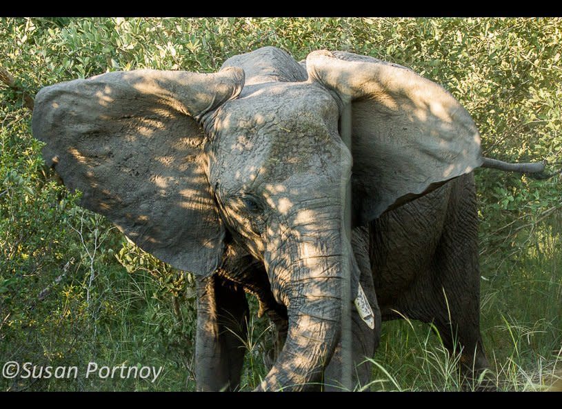 A highly agitated elephant who, along with her herd, was set off by a pack of wild dogs that rested on the opposite side of our jeep. The ele was grumbling and trumpeting along with her friends and trying to figure out what the heck we were doing there. To get a sense of how close she came, the thin, out of focus vertical line in the foreground is the jeep's antennae. I was simultaneously thrilled and nervous. Our guide was totally relaxed. He whispered to us that anger was directed towards the dogs, not us. We stayed quiet and calm and after they'd put on the show, they left in a huff, knocking the trees down as they went.     © Susan Portnoy  Vurumba Plains, Botswana