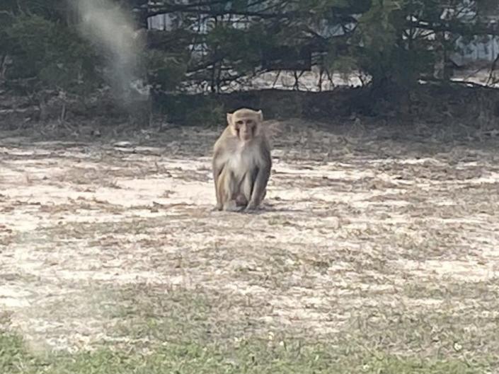 A pet monkey in Oklahoma attacked a woman, mauling her ear and slapping a man before it was shot dead over the weekend,