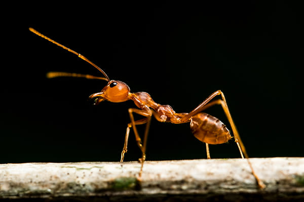 Hay hasta 12,000 especies diferentes de hormigas en el mundo. Foto: mevans/ Getty Images.