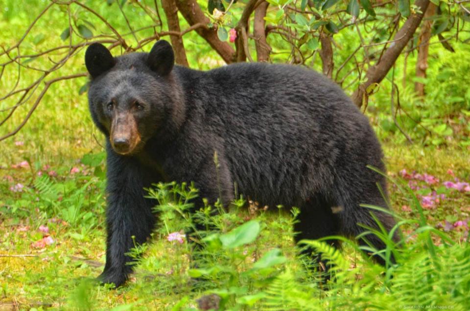 Wildlife officials in Colorado killed a black bear that had charged two young hikers near Colorado Springs. This file photo shows a black bear in North Carollina.